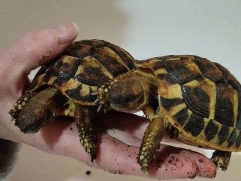 B&eacute;b&eacute; tortue herman 55 11190 Couiza