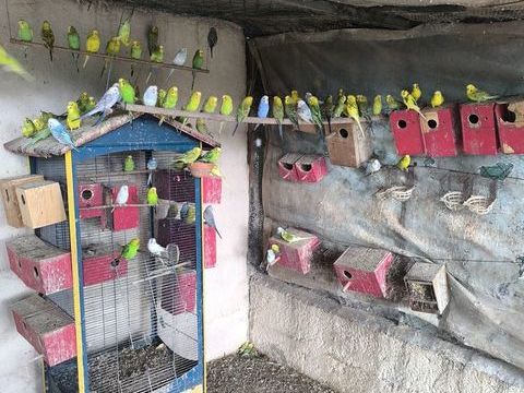 Perruches et Diamants de goulds 20 30127 Bellegarde