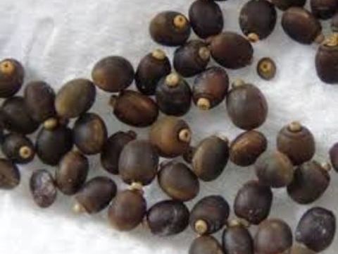 Carausius morosus ou phasme morose. 1 73000 Chamb�ry