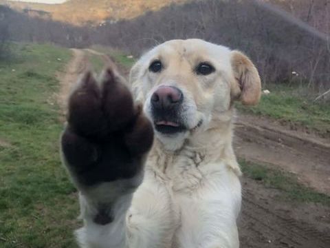 MANDY crois&eacute;e labrador +/-2 ans 300 62100 Calais