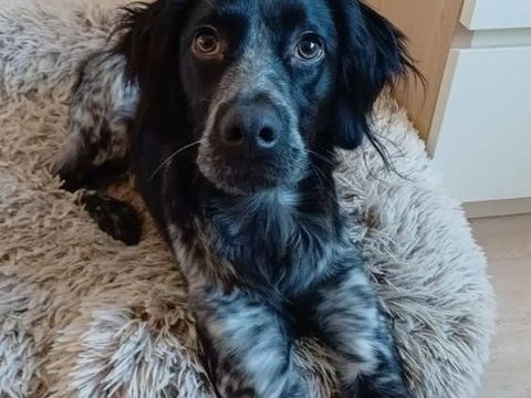 DANDY, 1 an petit &eacute;pagneul Breton 315 33000 Bordeaux