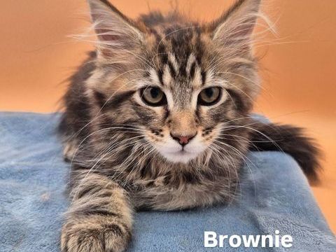 Chaton maine coon Loof 1200 32300 Saint-Élix-theux