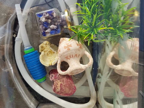 Aquarium équipé et accessoirisé 35 91640 Briis-sous-forges