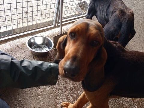 Chien ELVIS et CARLOS a l adoption 210 13001 Marseille