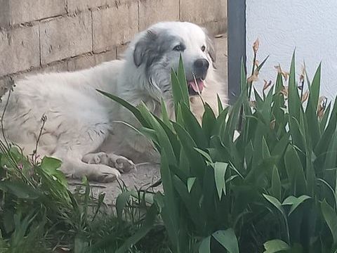 Je recherche une famille prête à adopter mon patou,il a 3 an 0 30720 Ribaute-les-tavernes