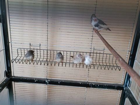 mandarins prix 10� 10 08140 Bazeilles