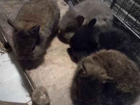 Lapins nains 20 37140 Bourgueil