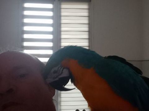 Perroquet ara femelle 1500 51150 Tours-sur-marne