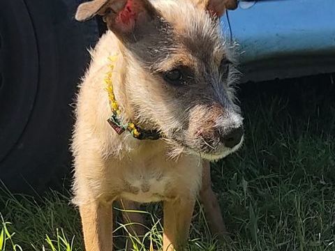 Ashley, la joie de vivre 300 77000 Livry-sur-seine