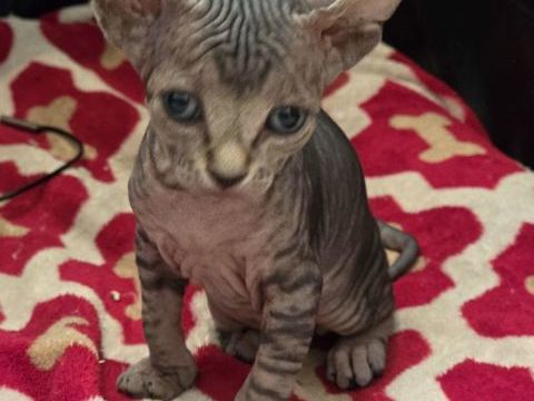 Chatons sphynx
1500 13110 Port-de-bouc