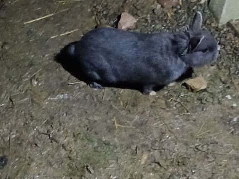 Lapin nain 10 35750 Iffendic