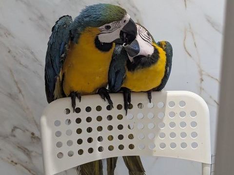 Jeune Perroquet Ararauna Apprivois&eacute; 1550 37000 Tours