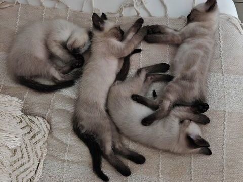 Chatons siamois
0 64300 Orthez