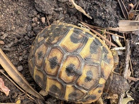 Tortue de terre 0 83160 La valette-du-var
