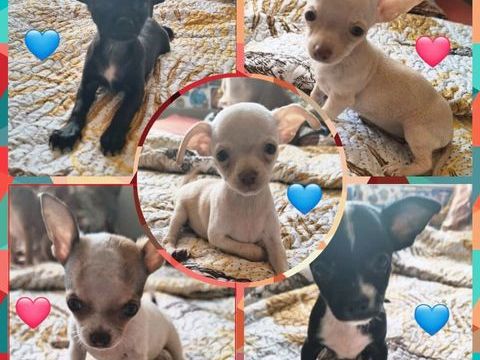 Adorables chiots Chihuahuas &agrave; placer  850 94200 Ivry-sur-seine