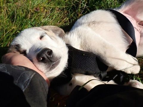 Natzuki à l'adoption 320 61000 Alenon