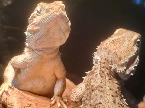 Pogona henrylawsoni 100 34130 Saint-aun�s