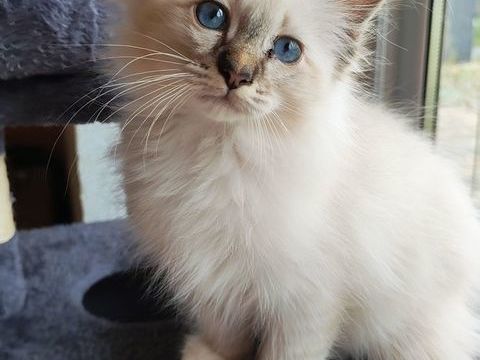 Sacré de Birmanie mâle 1050 59231 Gouzeaucourt