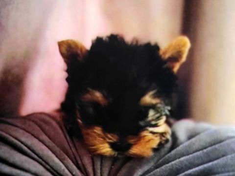 Yorkshire toy 1200 66430 Bompas