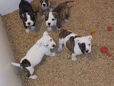 Chiots Américain staff LOF 800 21000 Dijon