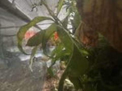   Phasmes scorpions  