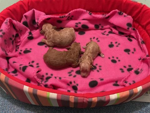 Caniches fauve orangé 1200 38150 Vernioz