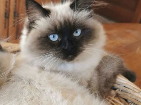 Chatons sibériens à adopter  1200 87520 Veyrac