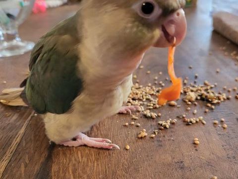 Bb conures
150 02100 Saint-quentin