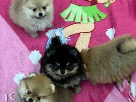 chiots Spitz allemand lof excellent lign&eacute; 550 10160 Aix-en-othe