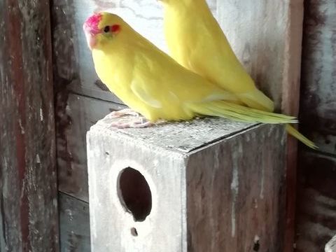  kakarikis 35 56220 Malansac