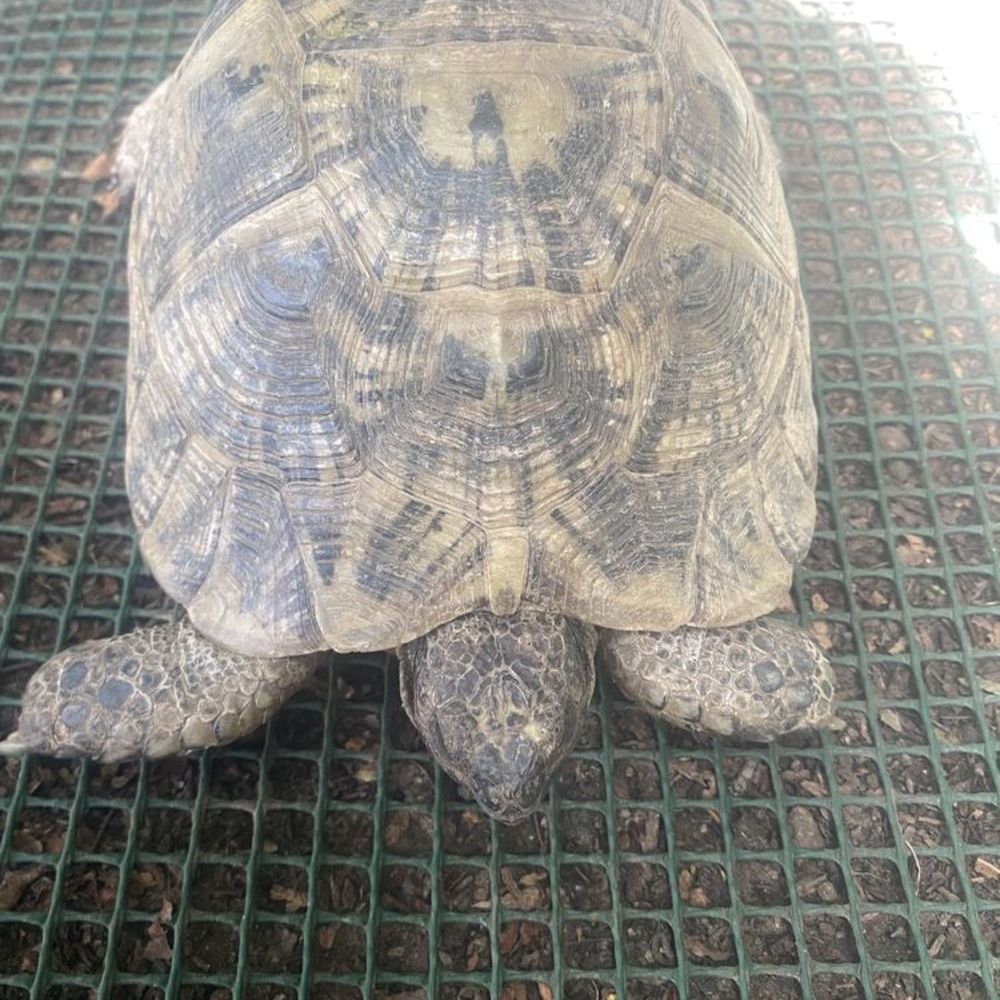   Tortue  
