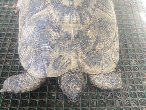 Tortue 800 91100 Corbeil-essonnes