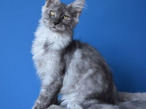 CHATON MAINE COON LOOF MALE 900 82240 Saint-georges