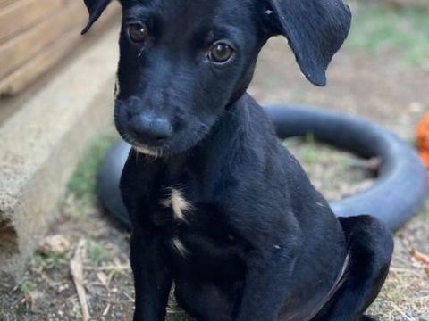 ✨️ MAKI ✨️ 290 95000 Boisemont