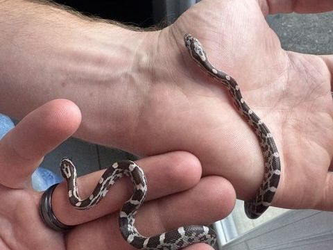 B&eacute;b&eacute; serpents des bl&eacute;s 60 62199 Gosnay