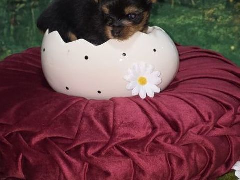 A r&eacute;server un chiot m&acirc;le Yorkshire terrier inscrit au LOF 1500 22000 Saint-brieuc