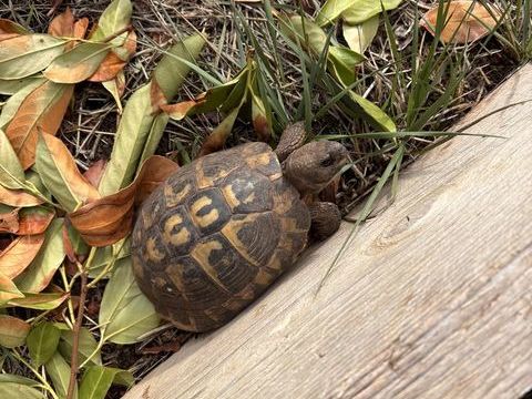Tortue, mal adulte 100 06530 Peymeinade