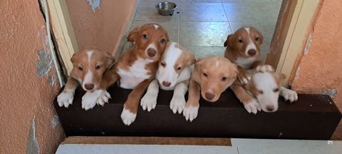 Adorables Chiots  podenco &agrave; reserver 220 24140 Douville