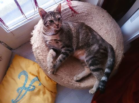 Calypso, jeune femelle chat d'un an, &agrave; l'adoption sur Lille 0 59000 Lille