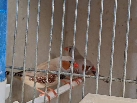 Couple de mandarin 15 77500 Chelles