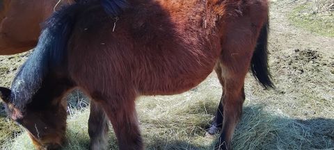 Poulain 850 15140 Salers