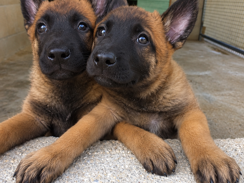 Chiot berger belge malinois 500 17490 Neuvicq-le-château