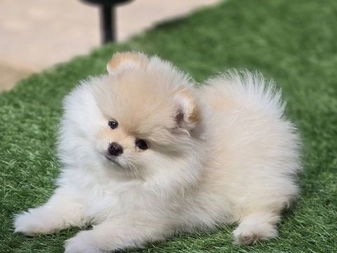 Sublime femelle Poméranian extra miniature LOF 2600 66100 Perpignan