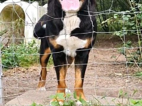 Tr&egrave;s gentil m&acirc;le grand bouvier suisse 9 ans 0 45230 La bussière