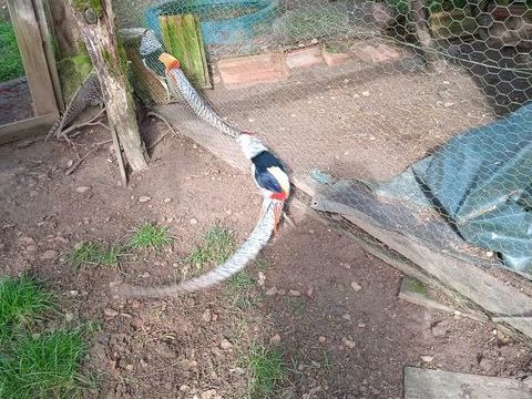 Faisan lady Amherst 45 21540 Dr�e