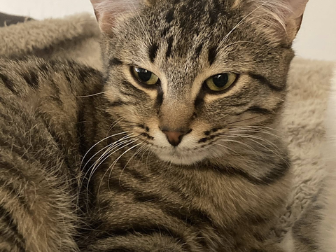 Rodolphe 100 44000 Nantes