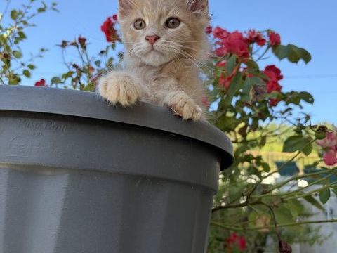 Maine coon 900 75010 Paris