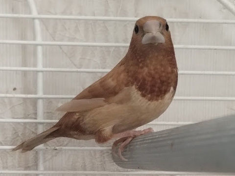 oiseaux exotiques 30 56380 Porcaro