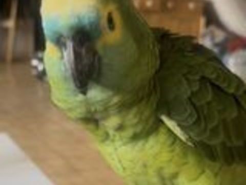   Recherche femelle Amazone à front bleu  