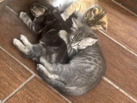 Dons chatons 
Localisation Martinique 0 97215 Rivière-salée